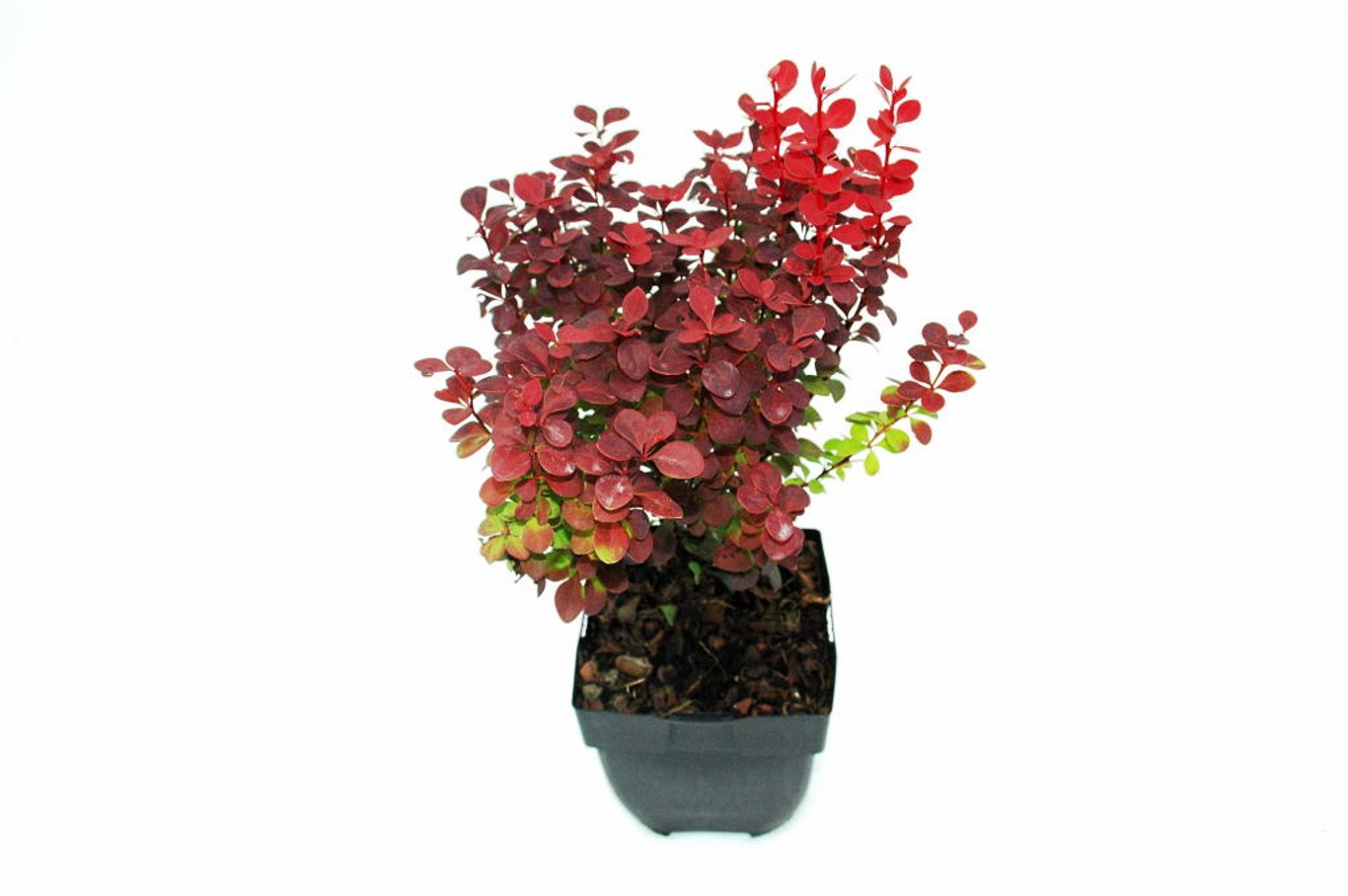 Berberis thunb. 'Orange Rocket'® - C2
